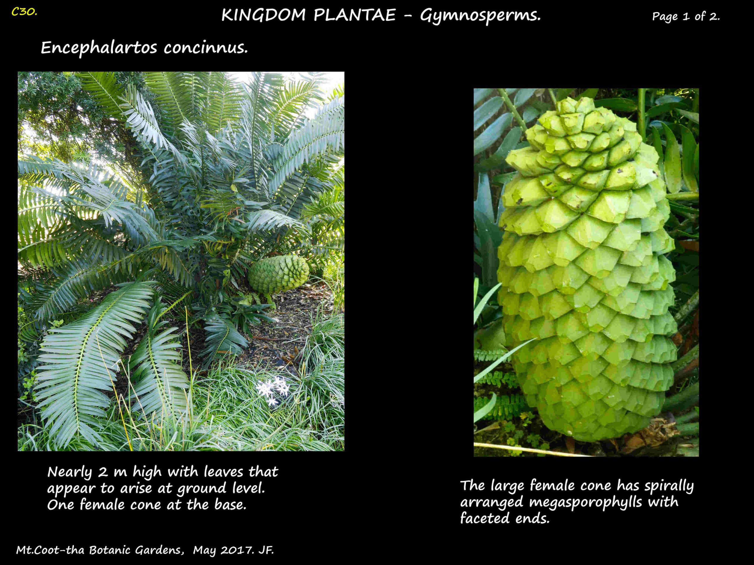 1 Encephalartos concinnus plant & female cone